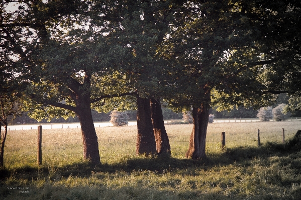 Landscape tree nature grass Photo