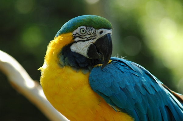 Natur vogel flügel tier Foto