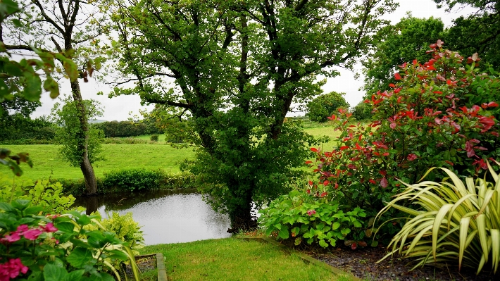 Landscape tree nature grass Photo