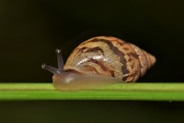 Foto Alam rumput malam fotografi