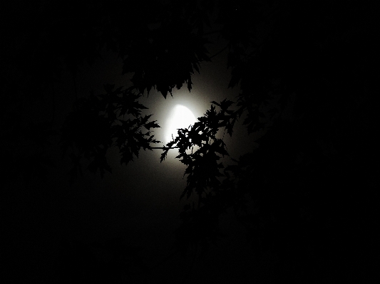 Tree branch light black and white Photo