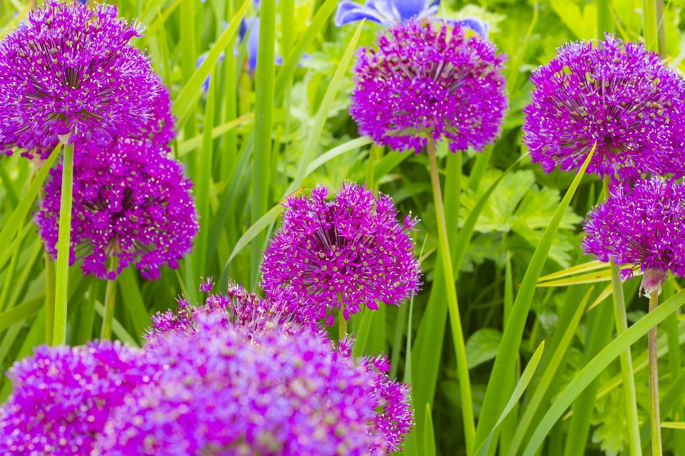 Naturaleza planta prado
 flor