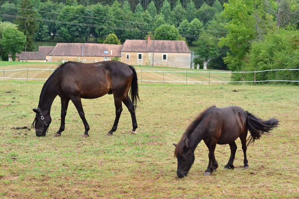 Natur feld bauernhof wiese
