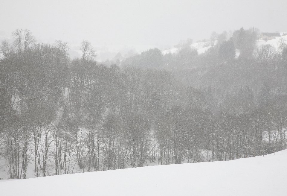 Paisaje árbol nieve frío