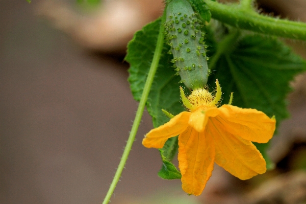 花 植物 写真撮影 葉 写真