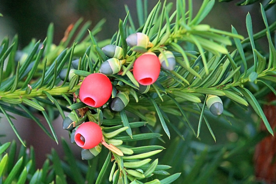 Tree branch plant fruit