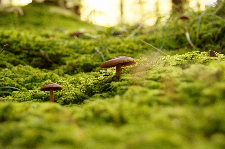 Baum natur wald gras