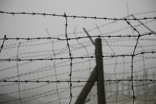 Branch fence barbed wire line Photo