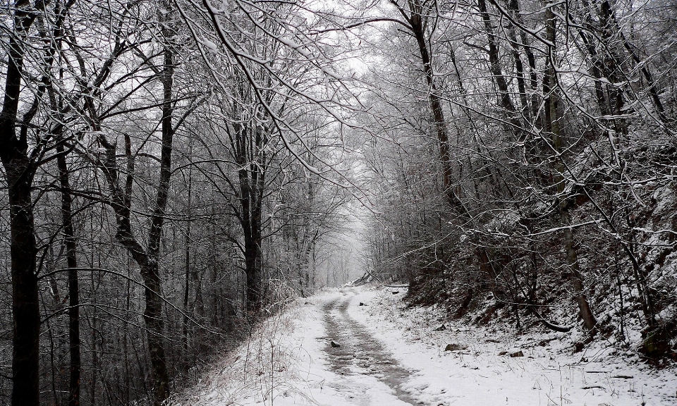 Landschaft baum natur wald