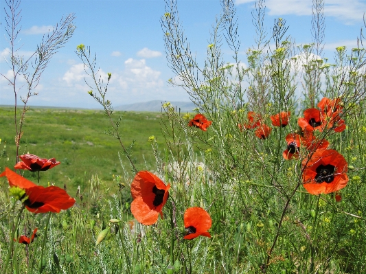 Landscape grass plant field Photo