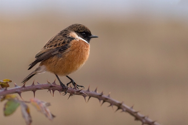 Nature branch bird animal Photo