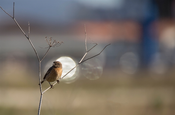 Tree nature branch bird Photo