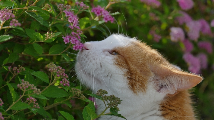 Foto Alam rumput mekar bunga