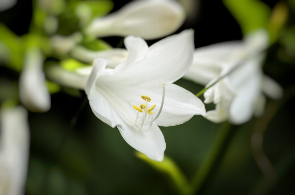 Natureza florescer plantar luz do sol