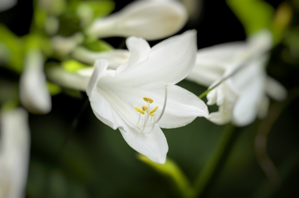 Nature blossom plant sunshine Photo