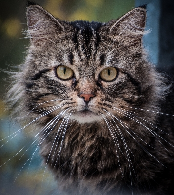 Animal portrait cat mammal Photo