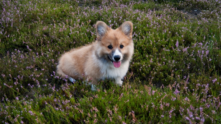 Outdoor hiking flower puppy Photo