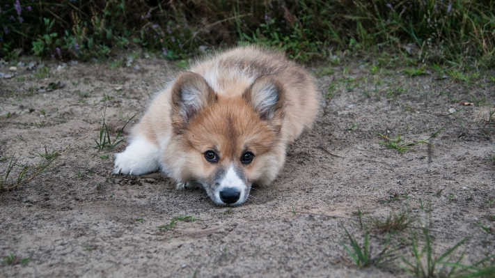 Outdoor hiking puppy dog Photo