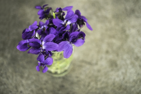 Nature blossom plant flower Photo