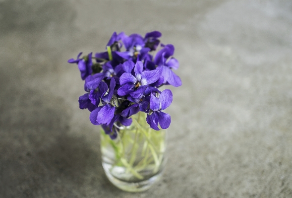 Nature plant flower purple Photo