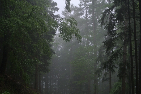 Foto Pohon alam hutan kayu