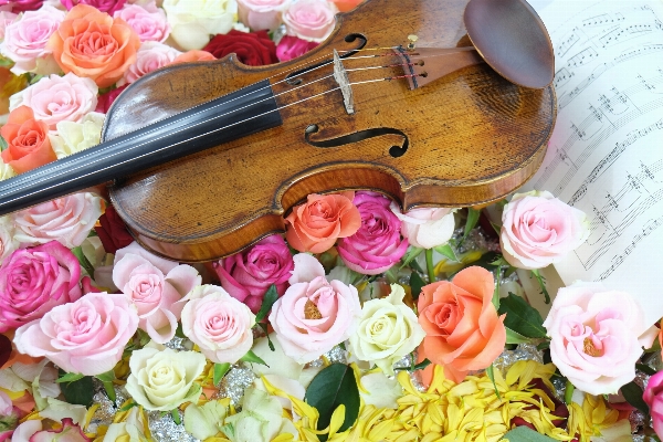 Music flower rose pink Photo