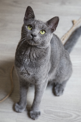 シェード 家 動物 ペット 写真