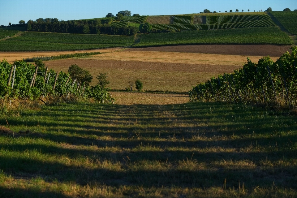 Paysage nature herbe le marais
