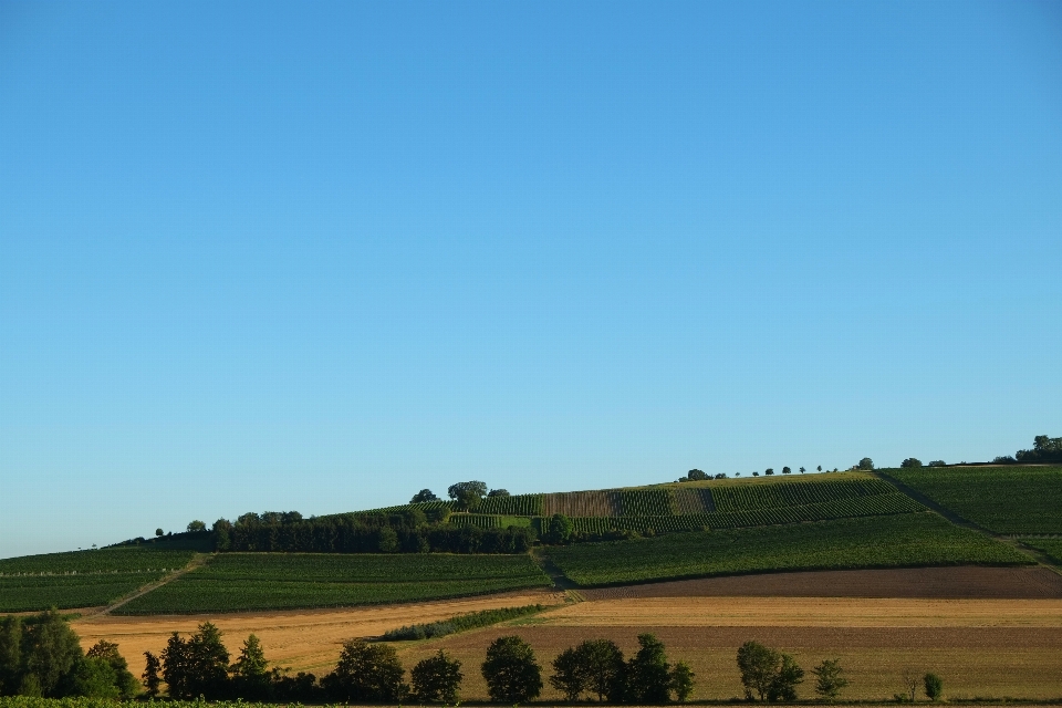 Paysage arbre nature herbe