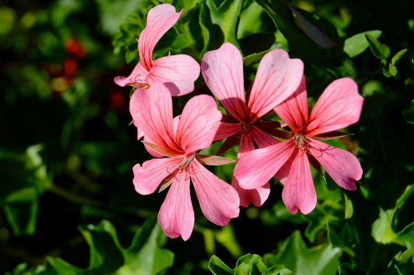 Nature forest blossom plant Photo