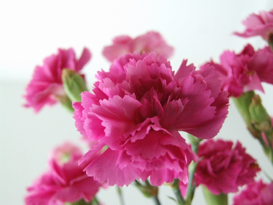 Nature blossom plant flower