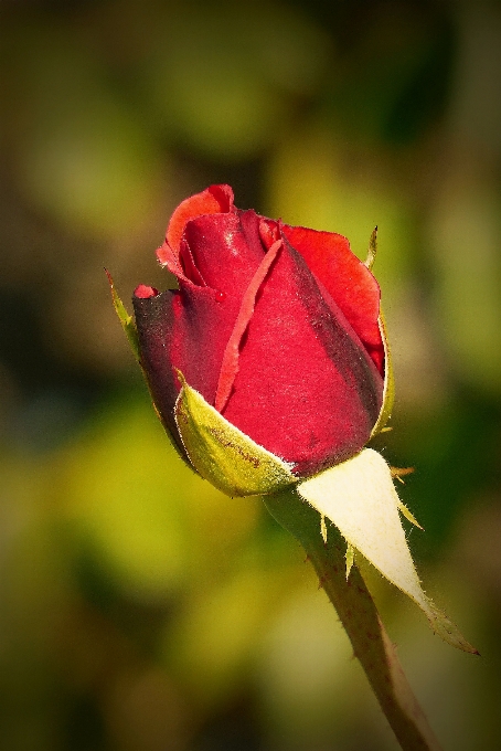 Natura fiore rugiada pianta