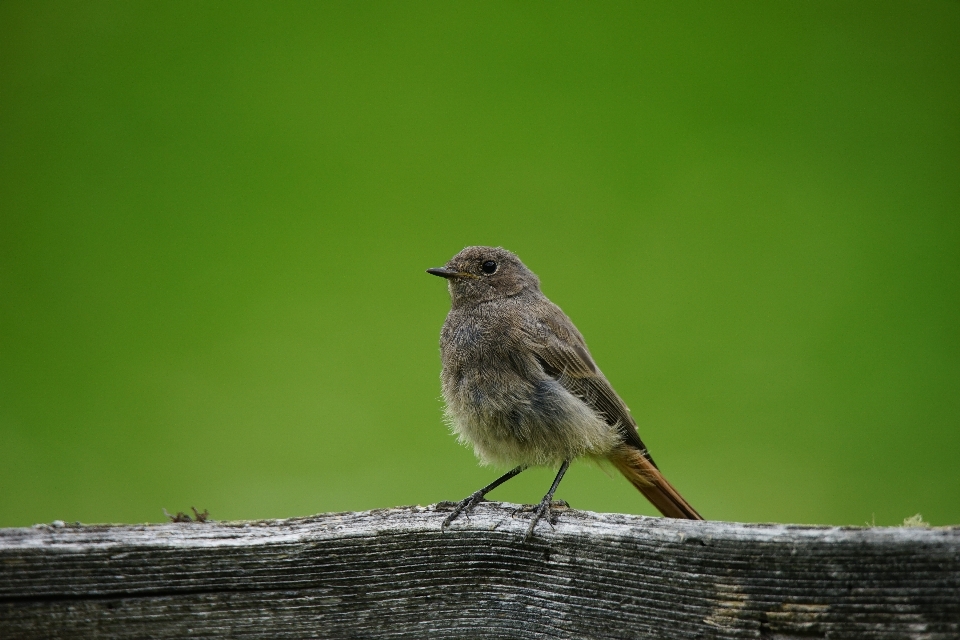 Natur zweig berg vogel