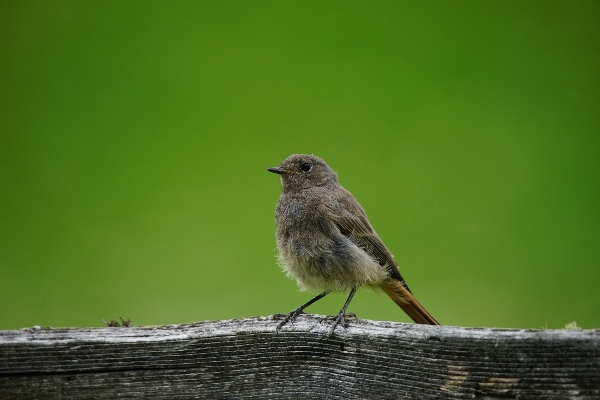 Foto Alam cabang gunung burung