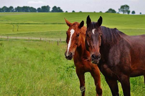 Nature grass farm meadow Photo