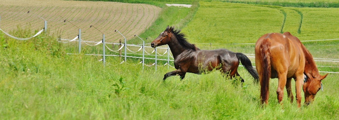 Nature grass field meadow Photo