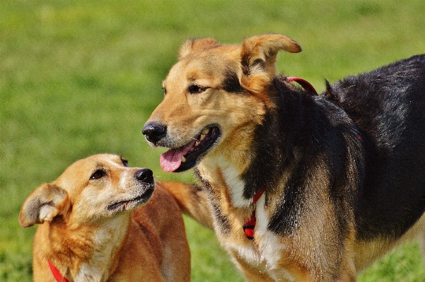 Foto Dolce cane animale carino