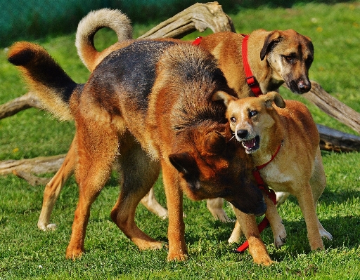 Meadow play sweet dog Photo