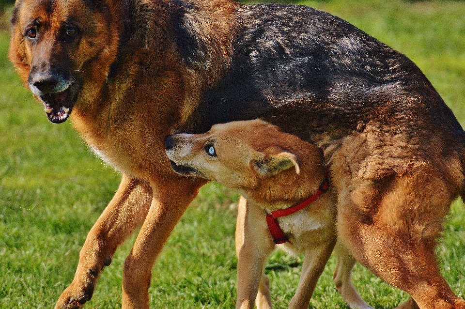 Prairie
 jouer doux chien