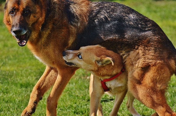 Meadow play sweet dog Photo