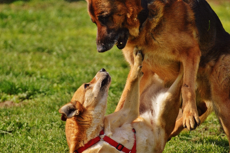 Meadow play sweet dog