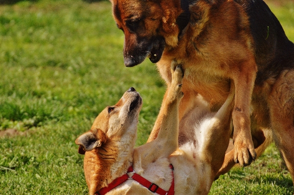 Meadow play sweet dog Photo