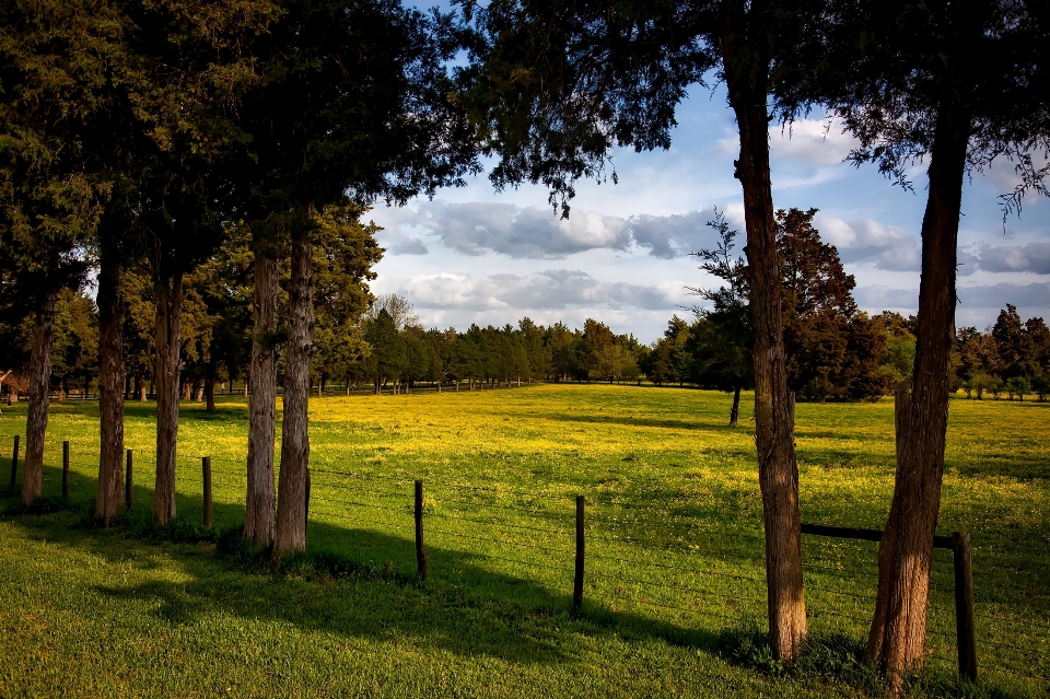 Landscape tree nature forest