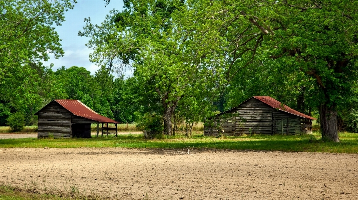 Landscape nature forest field Photo