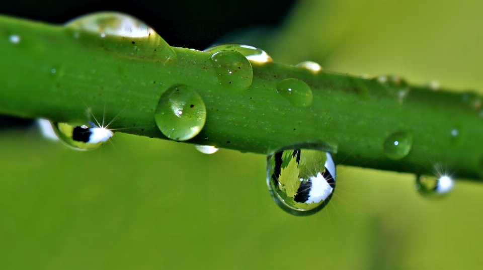 Water nature grass branch