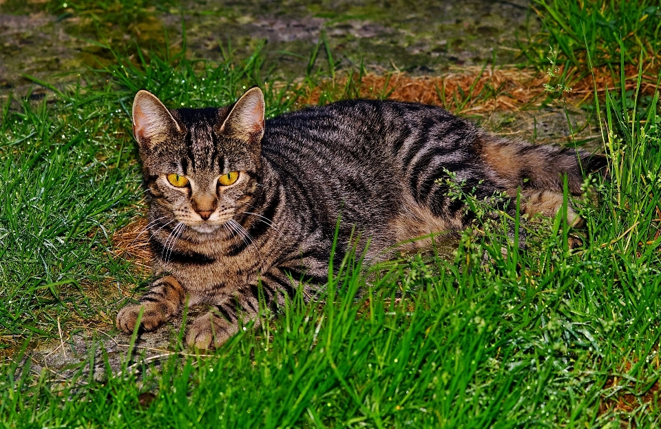 Césped pradera
 animal lindo