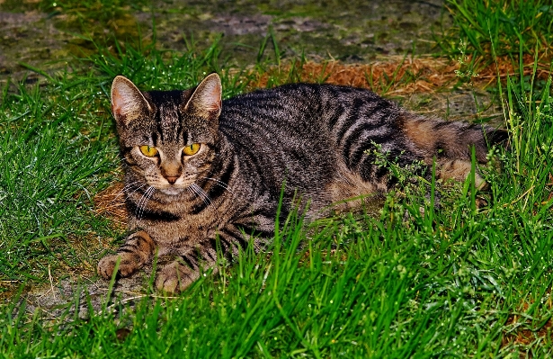 Grass prairie animal cute Photo