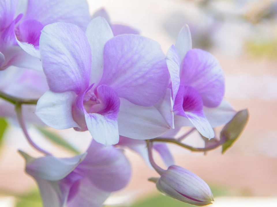 Natura ramo fiore pianta