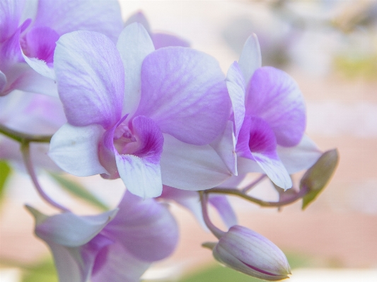 Nature branch blossom plant Photo