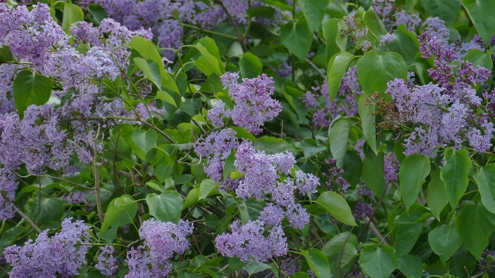 Nature blossom plant flower Photo